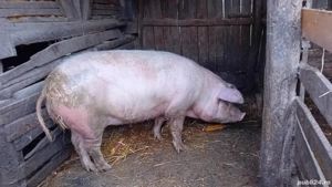 Porci pentru Crăciun 