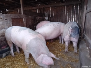 Porci pentru Crăciun  - imagine 2