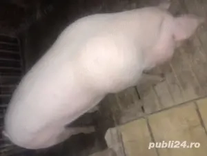 Vand porc de tara, crescut natura, cu cereale