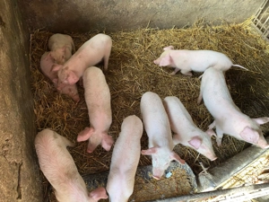 Vand Purcei Rasa Marele Alb - imagine 2