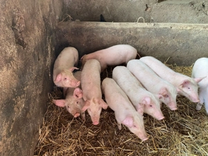 Vand Purcei Rasa Marele Alb