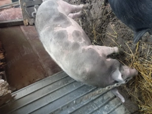 Porc crescut în gospodărie doar cu cereale  - imagine 2