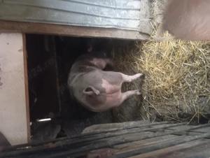 Porci crescuți cu cereale 