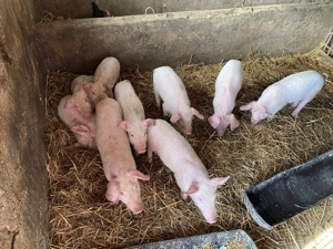 Vand Purcei Rasa Marele Alb - imagine 5