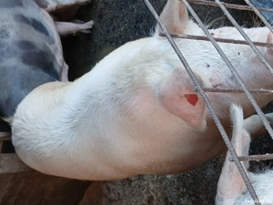 porci de carne - imagine 3