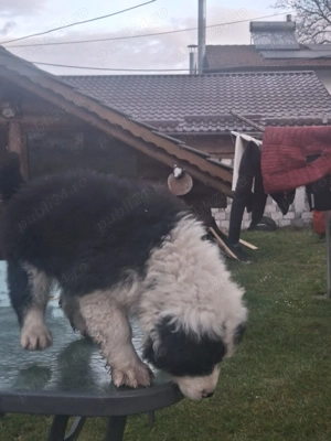 Cățel ciobănesc de Bucovina  - imagine 2