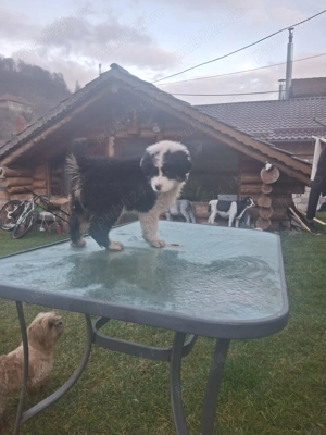 Cățel ciobănesc de Bucovina 