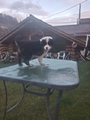 Cățel ciobănesc de Bucovina  - imagine 3