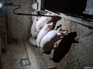 Porci crescuti acasa