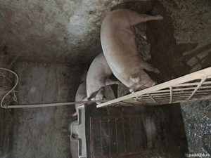 Porci crescuti acasa - imagine 2