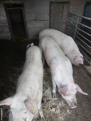 Vand porci - imagine 2