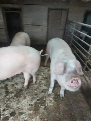 Vand porci - imagine 3