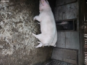 Vand porci - imagine 4