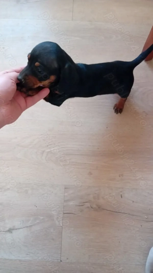 Vand catei tekel mai am o fetita - imagine 2