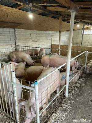 De vanzare porci de carne!! - imagine 3