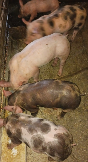 Purcei belgieni castrați 350-400 lei bucata 