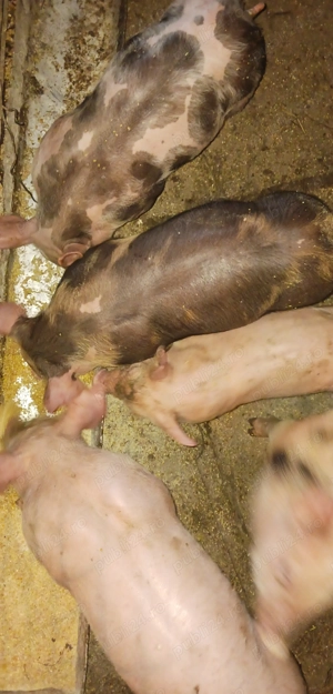 Purcei belgieni castrați 350-400 lei bucata  - imagine 2