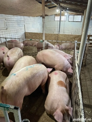 Porci!! super calitate - imagine 5