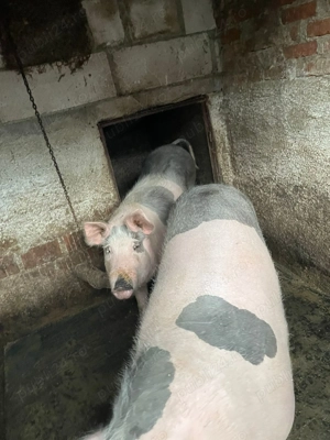 Porci de vanzare - imagine 2