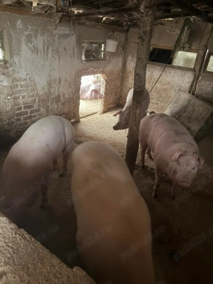 Vând porci  - imagine 2