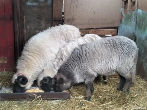 de vânzare  - imagine 2