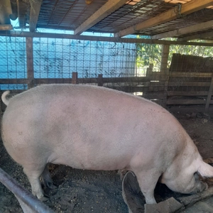 Vând purcea de crăciun grasă, crescută bio - imagine 2