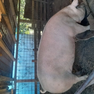 Vând purcea de crăciun grasă, crescută bio - imagine 3