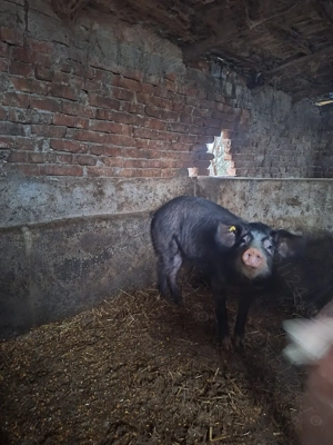 Porci de vanzare,ultimii disponibili - imagine 3