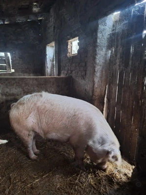 Porci de vanzare,ultimii disponibili - imagine 4