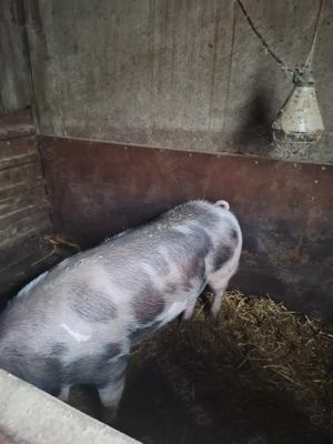 Porci de vanzare,ultimii disponibili - imagine 2