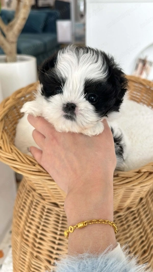 Mascul Bichon havanez vaccinat - imagine 2