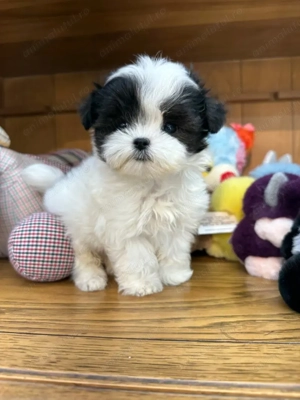 Mascul Bichon havanez vaccinat