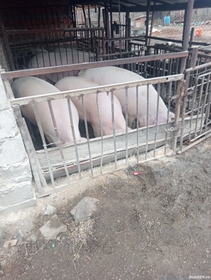 vand porci  - imagine 2