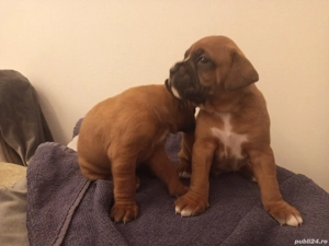 Boxer german - pui - imagine 2