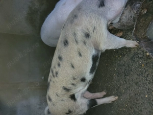 Vând purcei  60 kg  - imagine 2