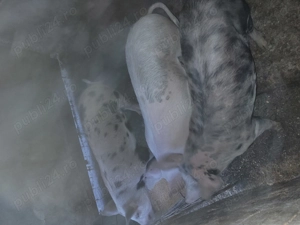 Vând purcei  60 kg  - imagine 3