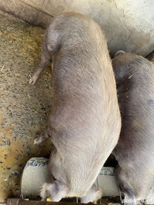 Porc pentru sacrificat - imagine 3