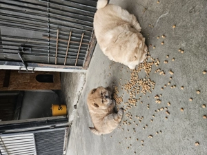 Chow-Chow  - imagine 2