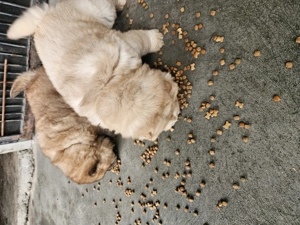 Chow-Chow  - imagine 3