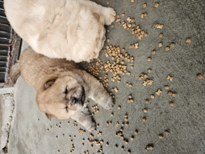 Chow-Chow  - imagine 5