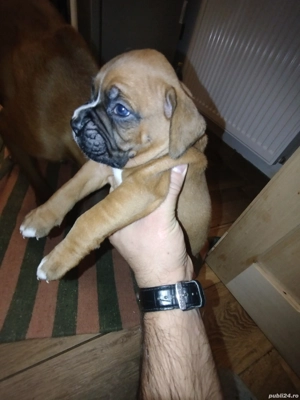 Boxer german - pui - imagine 4