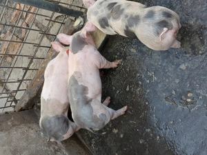 Purcei de vanzare - imagine 2