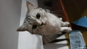 british shorthair - imagine 5