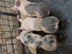 Purcei de vanzare - imagine 3