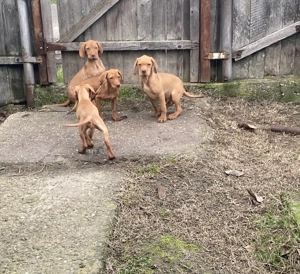 Vijla maghiara. Disponibili 1 baiat si 3 fete - imagine 3