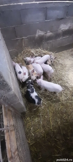 Purcei 6 săptămâni - imagine 2