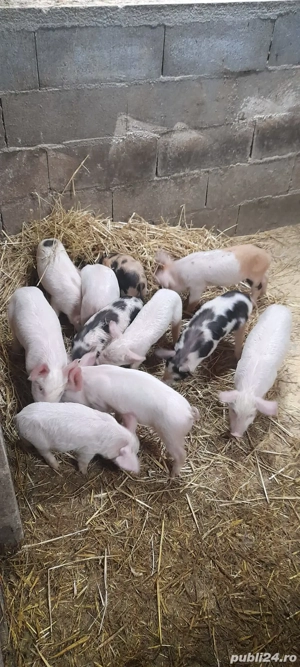 Purcei 6 săptămâni - imagine 4