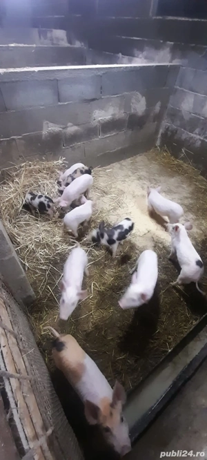 Purcei 6 săptămâni - imagine 5