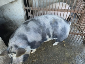 Se vinde pentru masa de craciun .. - imagine 2