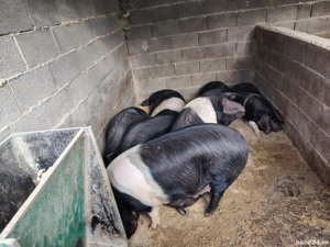 porci grasi Bazna  - imagine 3